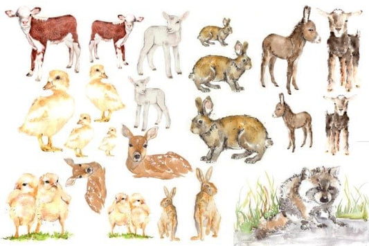 Baby Animals