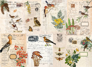 Catalog Birds