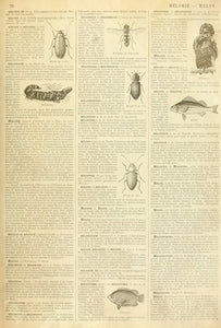 Entomology Dictionary Page Roycycled Treasures